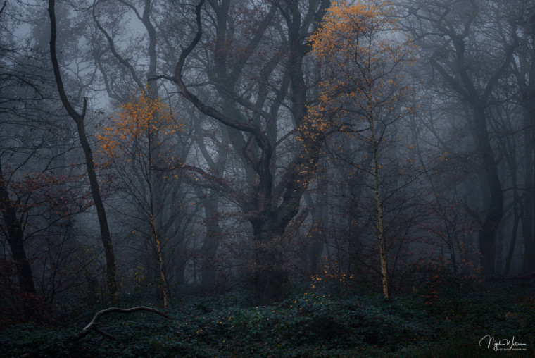 Guardians of the Forest Woodland Photograph taken at blue hour during a misty winters morning