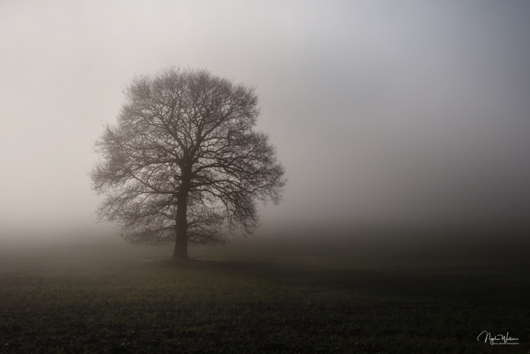 Photograph titled Solitude of a lone tree in fog