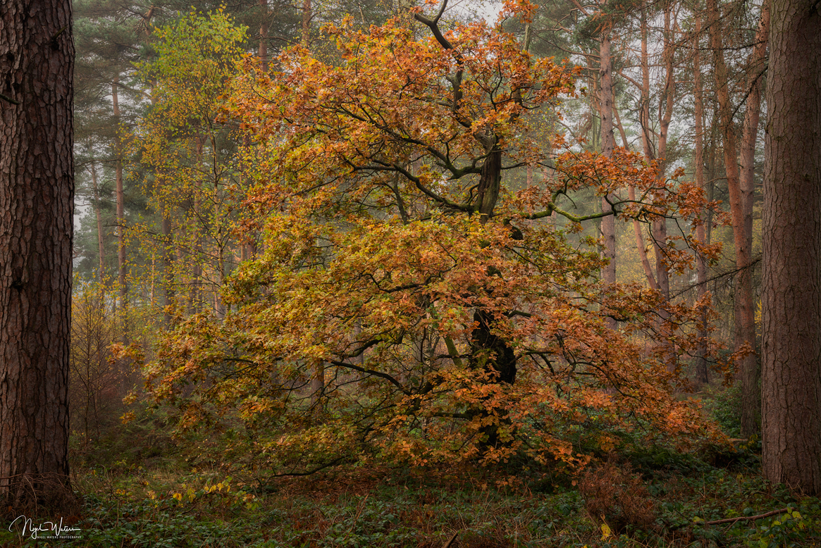A beautiful autumnal woodland scene titled Temptress