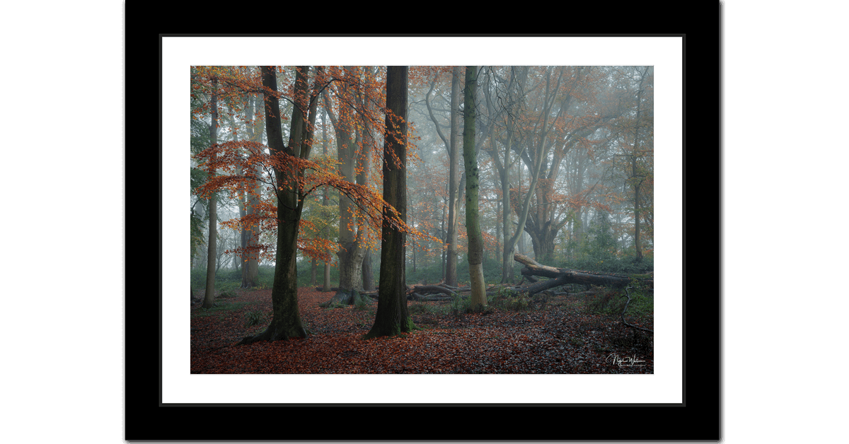 Divine Solace - Signed Limited Edition Forest Woodland Print