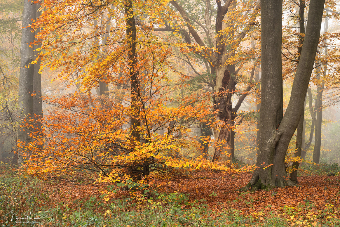 Woodland and Waterfall Photography by Nigel Waters